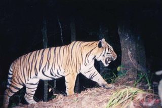 indochinese-tiger-101116-02