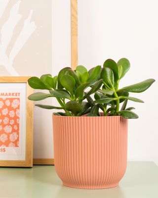 Jade Plant