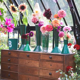 alitex antique set of drawers with dahlias in vases above in greenhouse