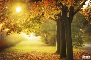 Autumn Tree and Sun during Sunset by konradlew. This image could work well as part of a moodboard for a seasonal advertising campaign