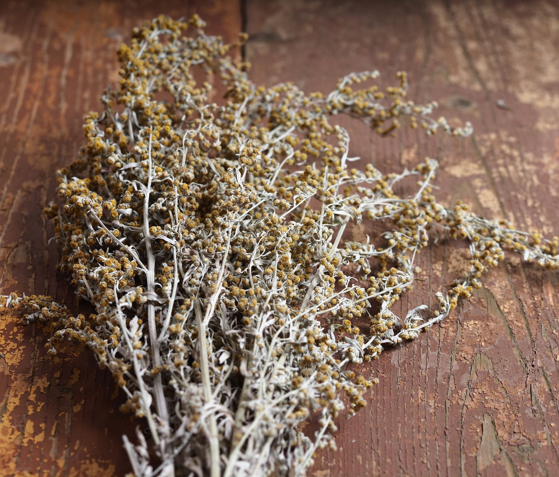 close up of dried Artemesia (Sweet Annie)