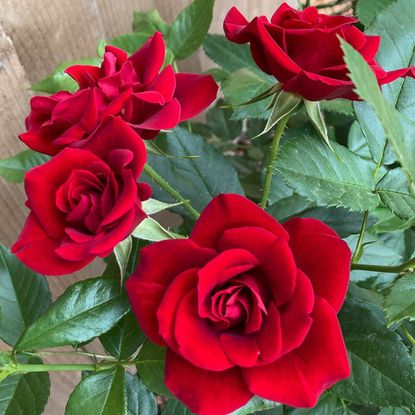 Red roses and green leaves and stems