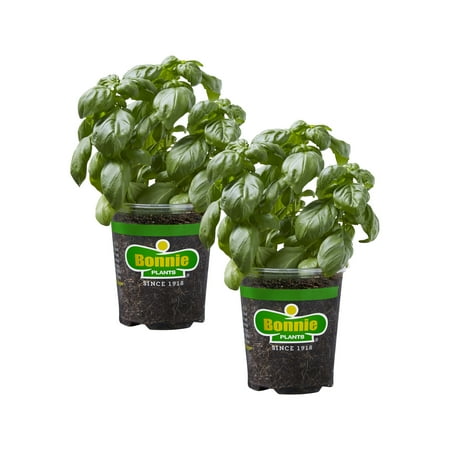 Bonnie Plants Sweet Basil 19.3 Oz. 2-Pack