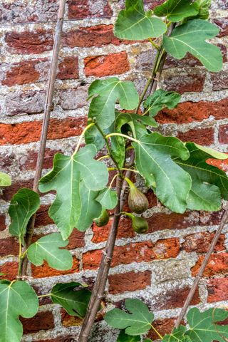 best fruit trees to grow in pots: fig tree growing up a brick wall