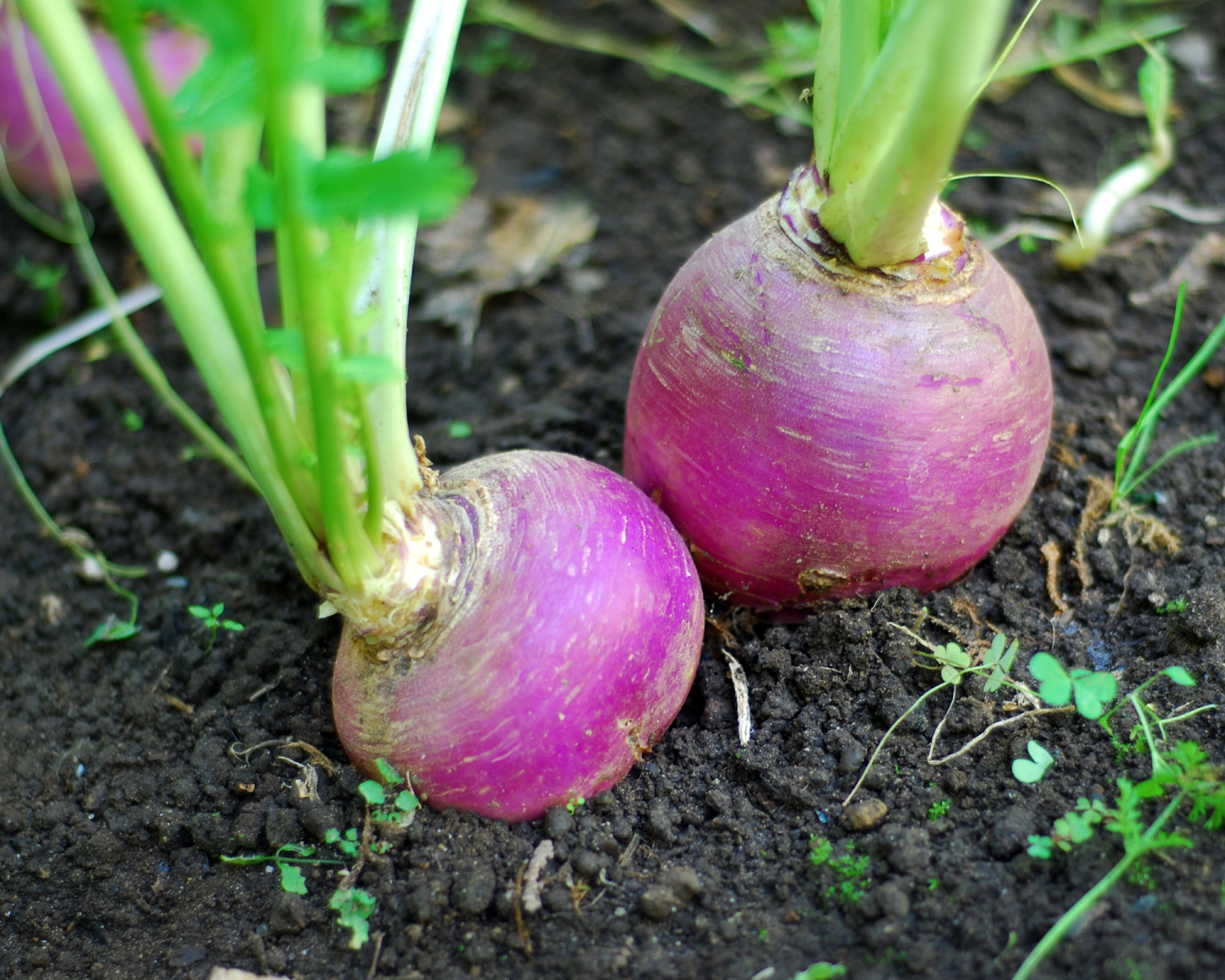 Turnips in ground