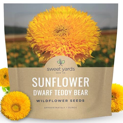 Dwarf Teddy Bear (sungold) Sunflower - Large 1 Ounce Packet - 1,250 Flower Seeds for Planting - Helianthus Annuus