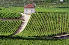 2018 C&ocirc;te de Nuits