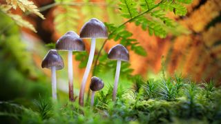 Beneath the Ferns, Forest of Dean, UK, 2023