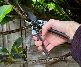 Cutting a laurel branch with the Felco 6 Elite Pruners