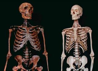 A comparison of Neanderthal and modern human skeletons. Credit: Photo: K. Mowbray, Reconstruction: G. Sawyer and B. Maley, Copyright: Ian Tattersall