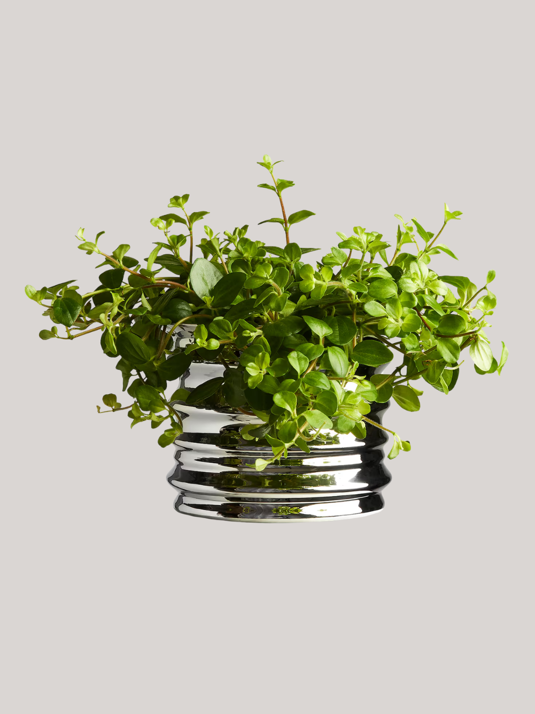 A textured metal plant pot from Arket
