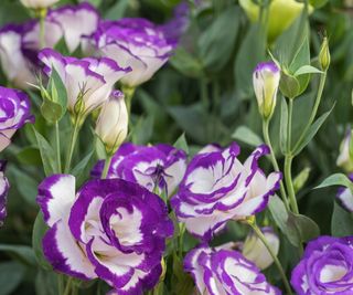 Purple and white lisianthus blooms in a garden