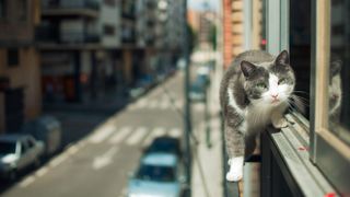 Grey and white cat roaming in the city, balanced on a high ledge.