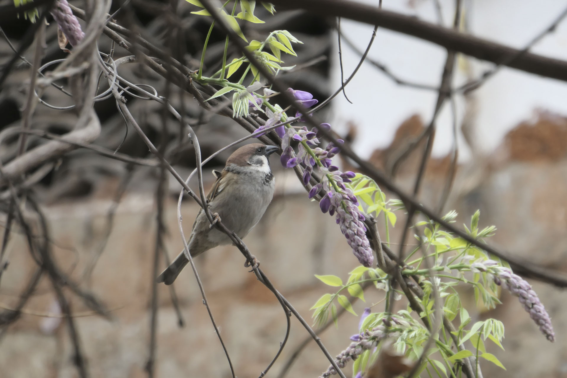 A bird on a branch eyeing up the tree's flora