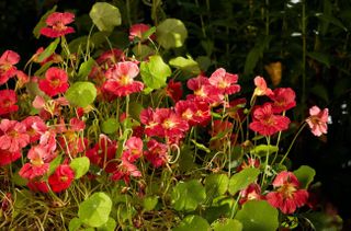 nasturtiums