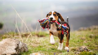 Dog playing with toy