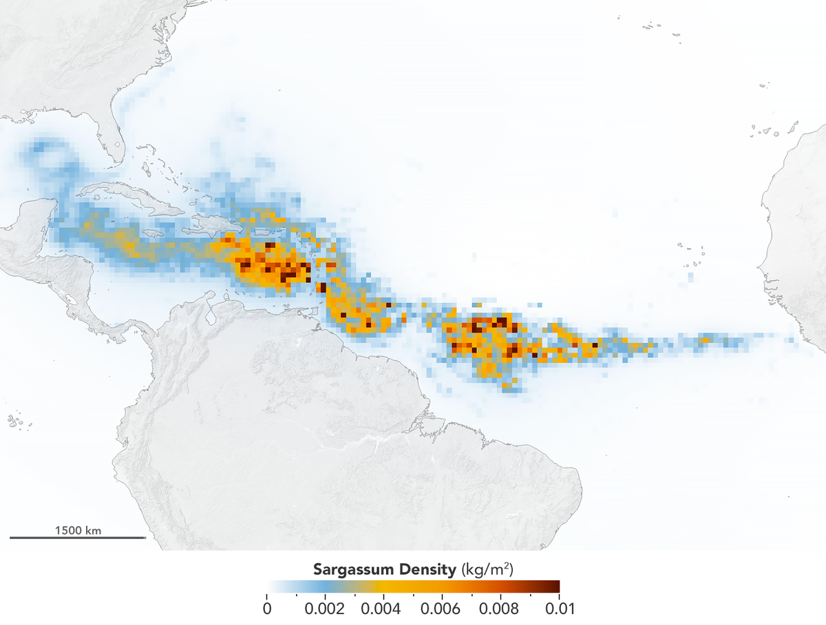 Data from NASA&#039;s Terra and Aqua satellites revealed the immense size of a record-breaking algal bloom known as the Great Atlantic Sargassum Belt.