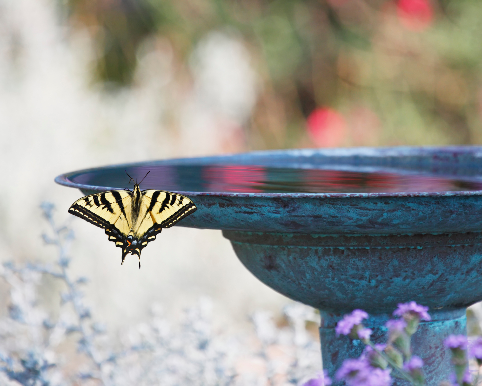Swallowtail butterfly perched on a bird bath