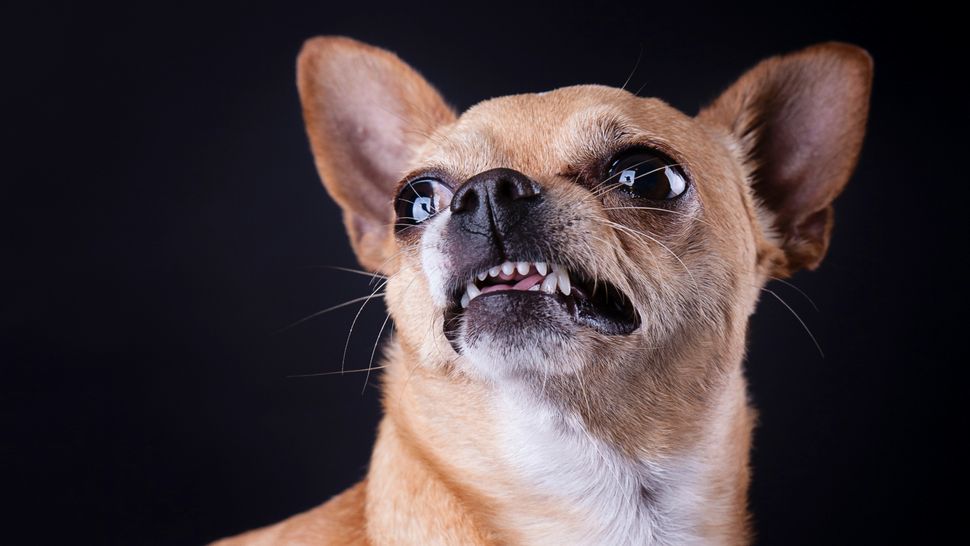 My dog had Jekyll and Hyde Syndrome here's how I managed their