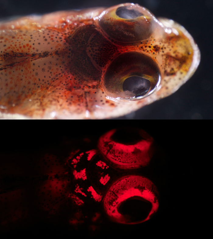 A triplefin blennie (Enneapterygius sp.) under white light (above) and blue light (below).