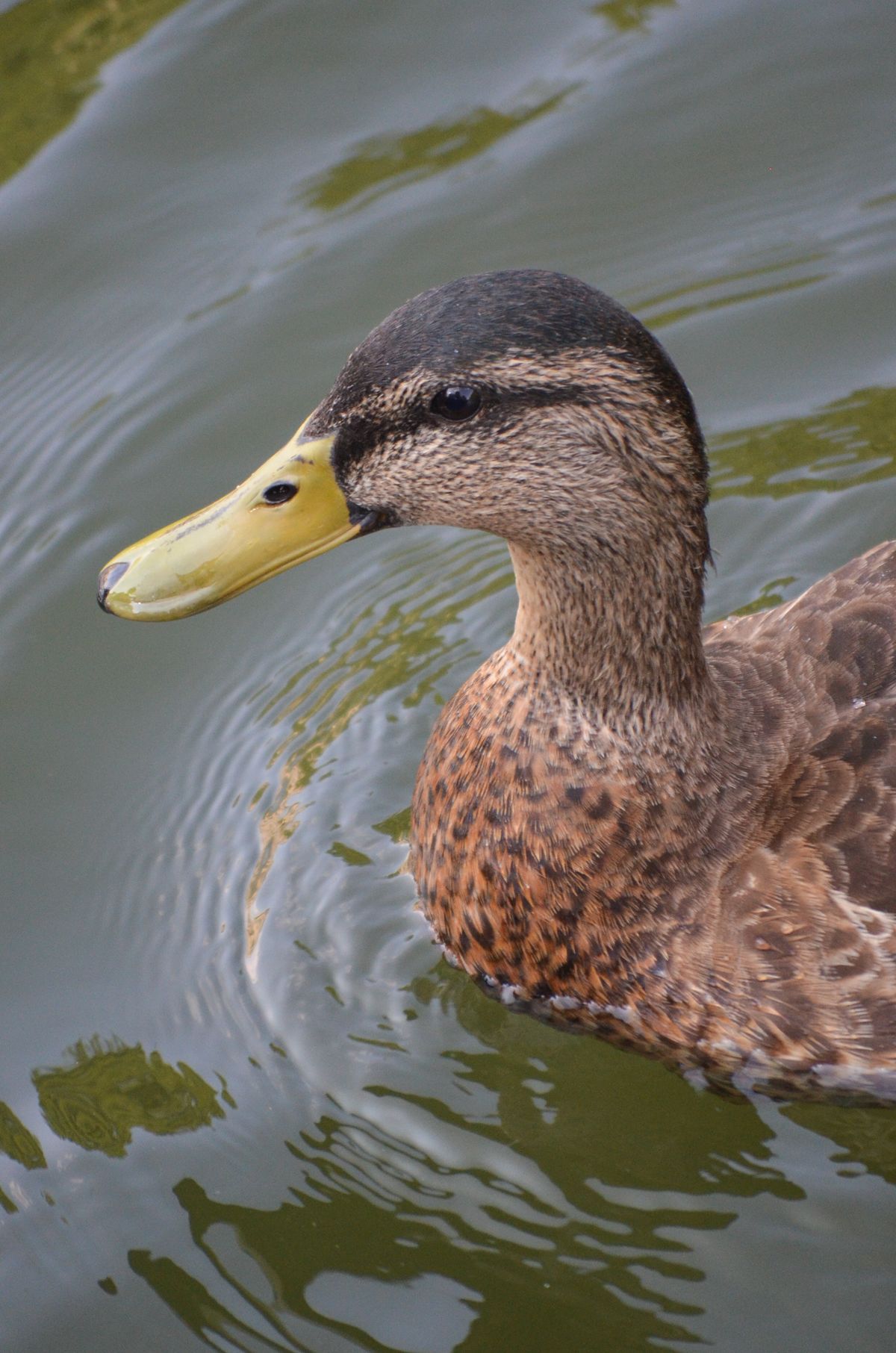 A photo taken on a Nikon D5100 DSLR camera
