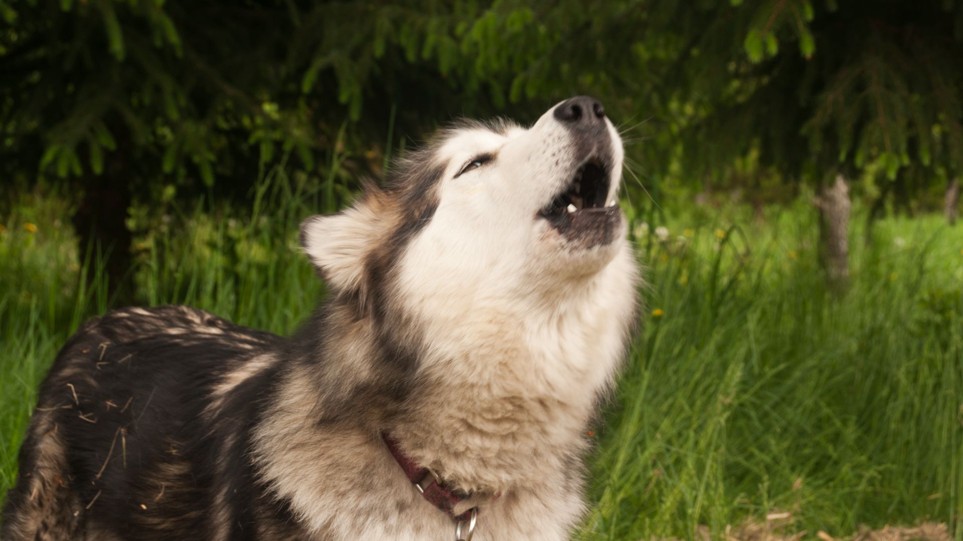 alaskan malamute barking