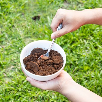 Coffee grounds lawn care