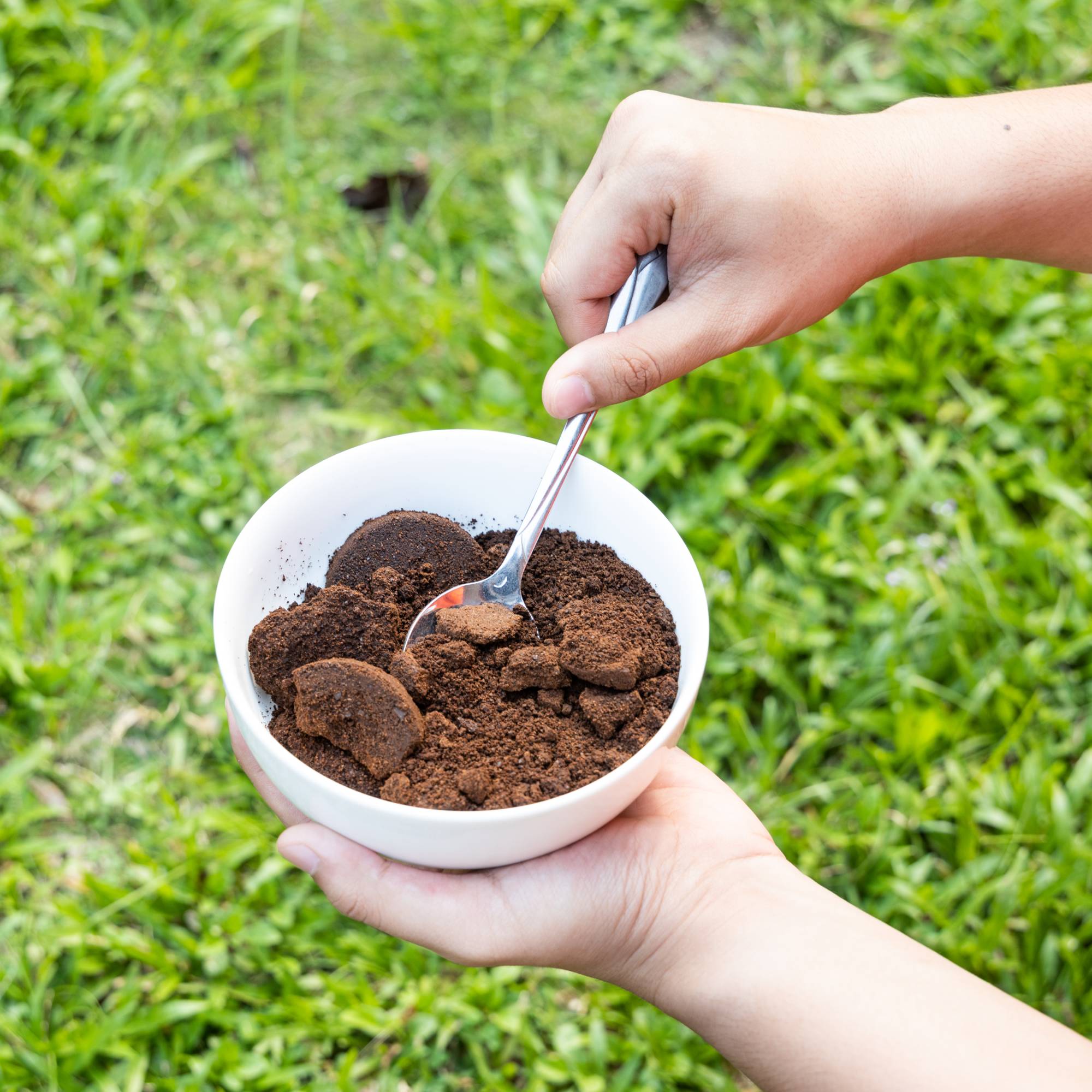 Coffee grounds lawn care