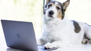 A happy business dog using a MacBook Air and loving life