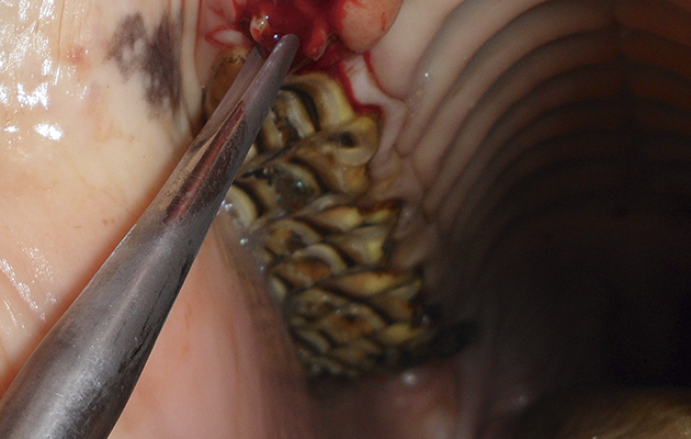 1-Normally-positioned-wolf-teeth-being-removed-with-a-long-elevator.jpg