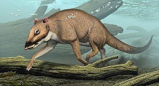 This ungulate Indohyus ranged in India 48 million years ago. Indohyus is a close relative of whales, and the structure of its bones and chemistry of its teeth indicate that it spent much time in water. In this reconstruction, it is seen diving in a stream