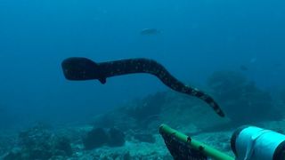 a Dubois sea snake swimming underwater