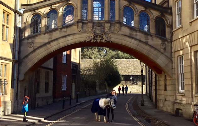 Ponies-in-Oxford.jpg
