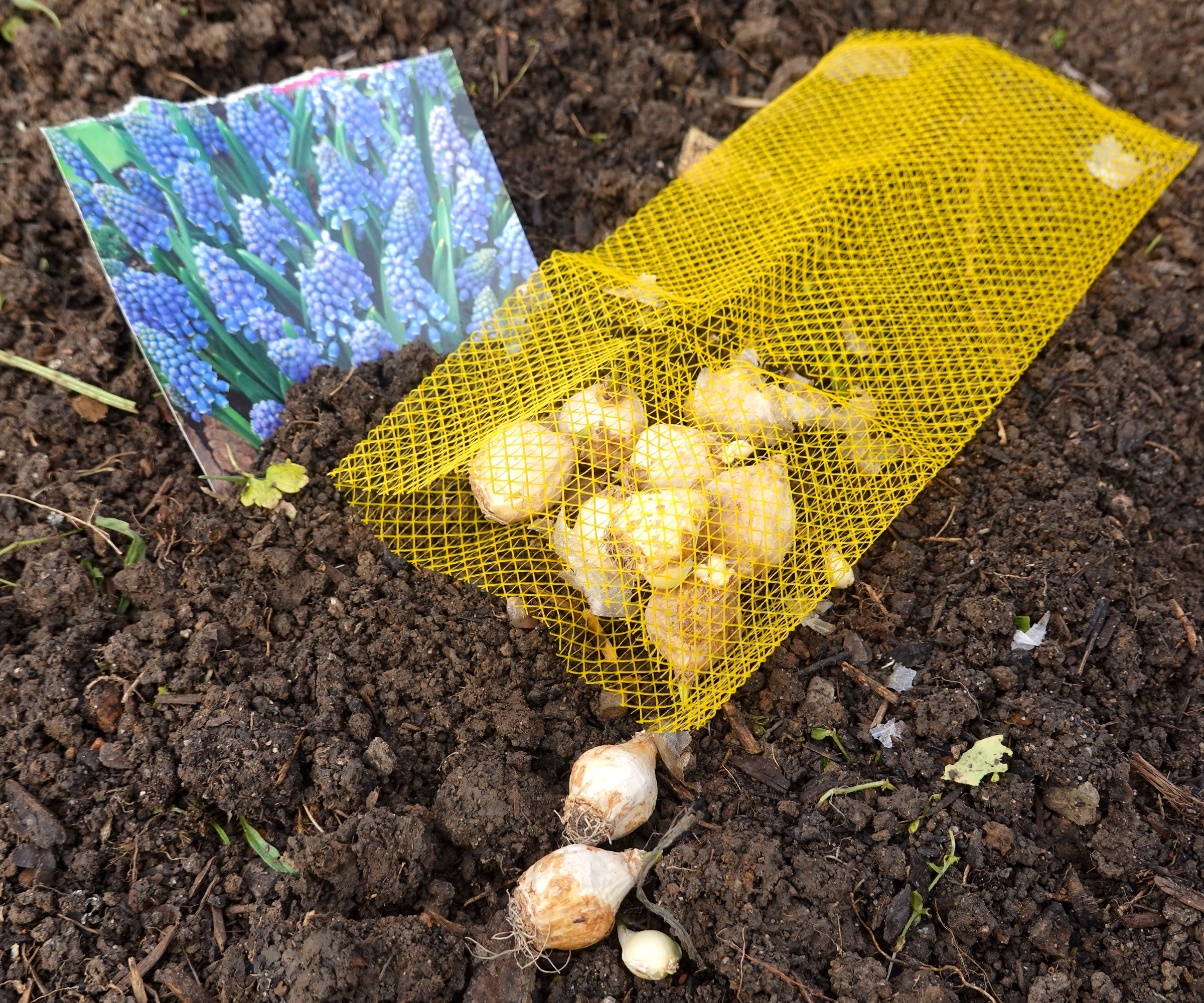 planting muscari bulbs in ground