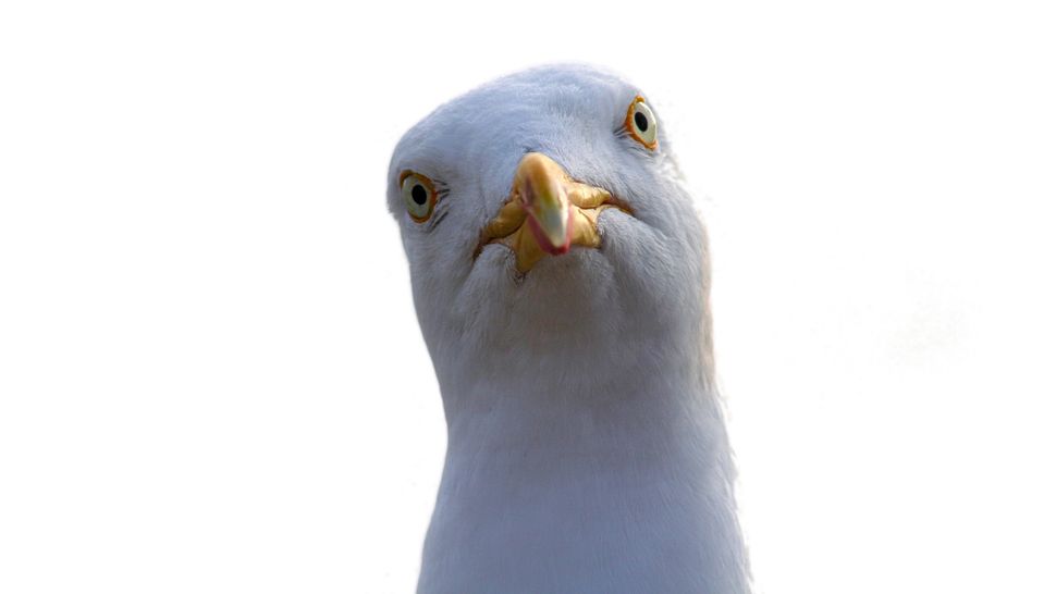 Stare at Seagulls and They'll Leave Your Food Alone