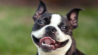 Boston Terrier