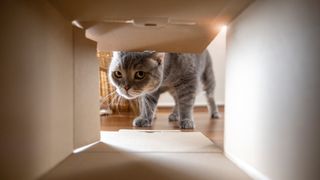 Cat looking in box