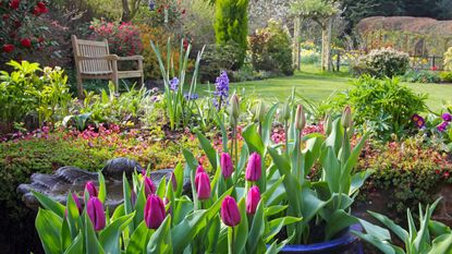 Garden flower pollinator border with ink tulips, bushes and birdbath in front of a grass lawn with a wooden bench and trellis