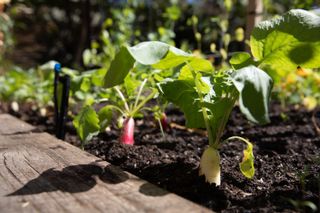 radishes growing in a vegetable garden