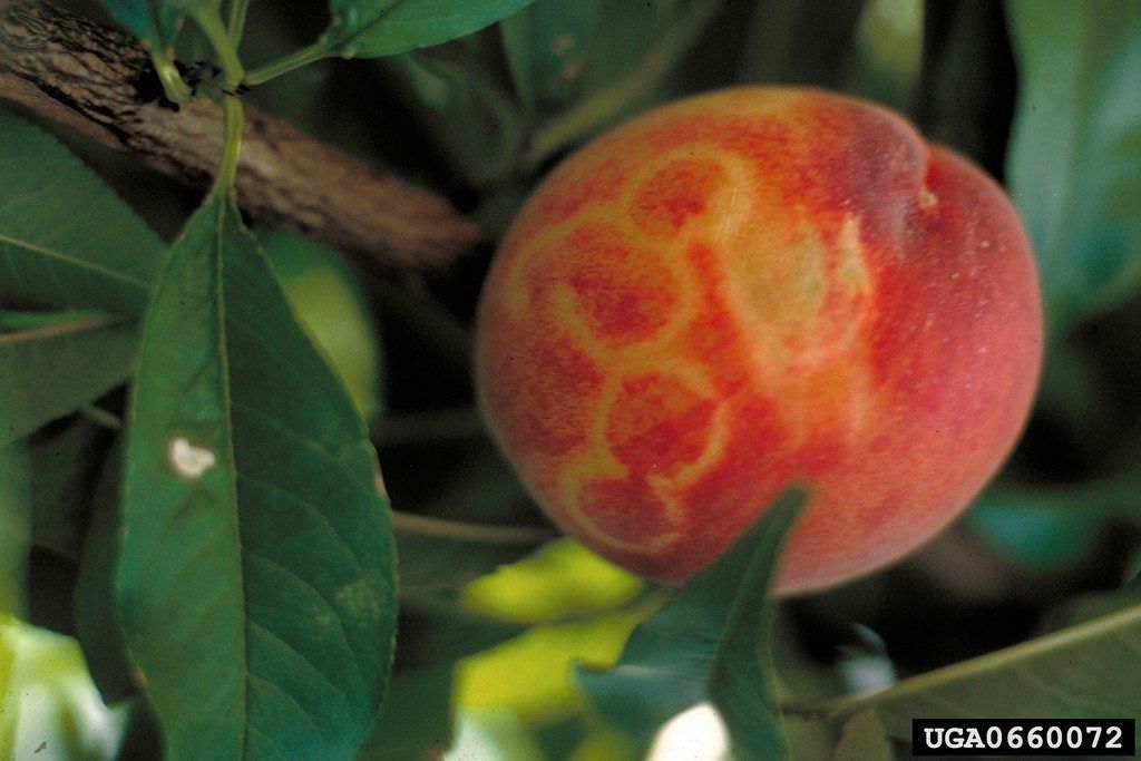 Plum On Tree With Plum Pox Disease