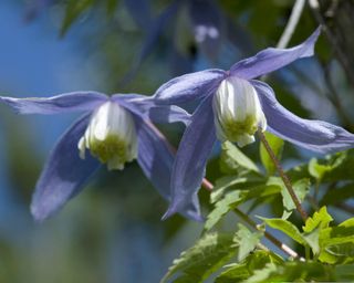How-to-identify-wildflowers-alpine-clematis