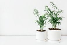 Parlor palms against a white wall 