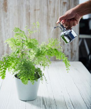 Misting a house plant