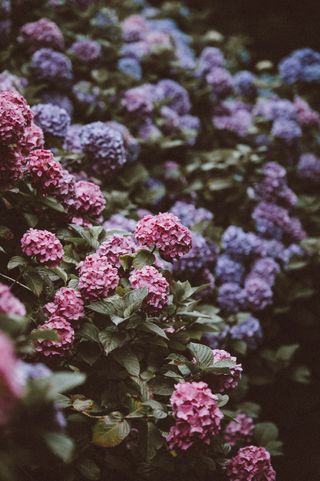 Hydrangeas by Annie Spratt