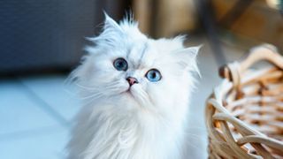 Persian cat looking at camera