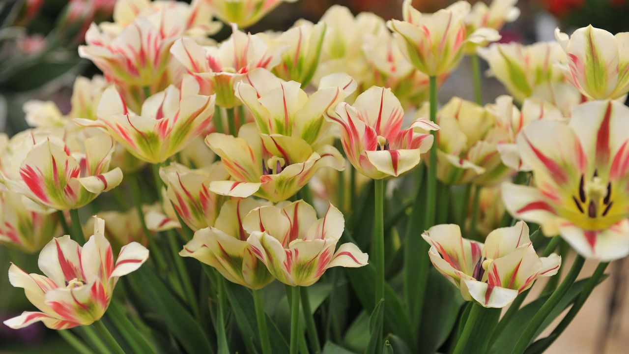 Tulip &#039;Flaming Spring Green&#039; - one of the best types of tulips