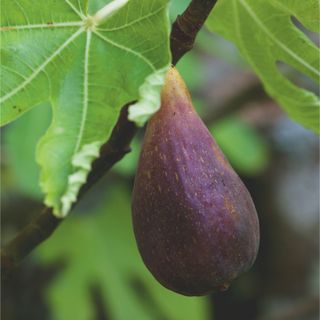 Purple fig growing on fig tree