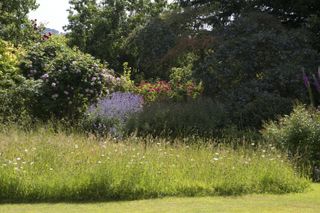 wildlife garden long grass