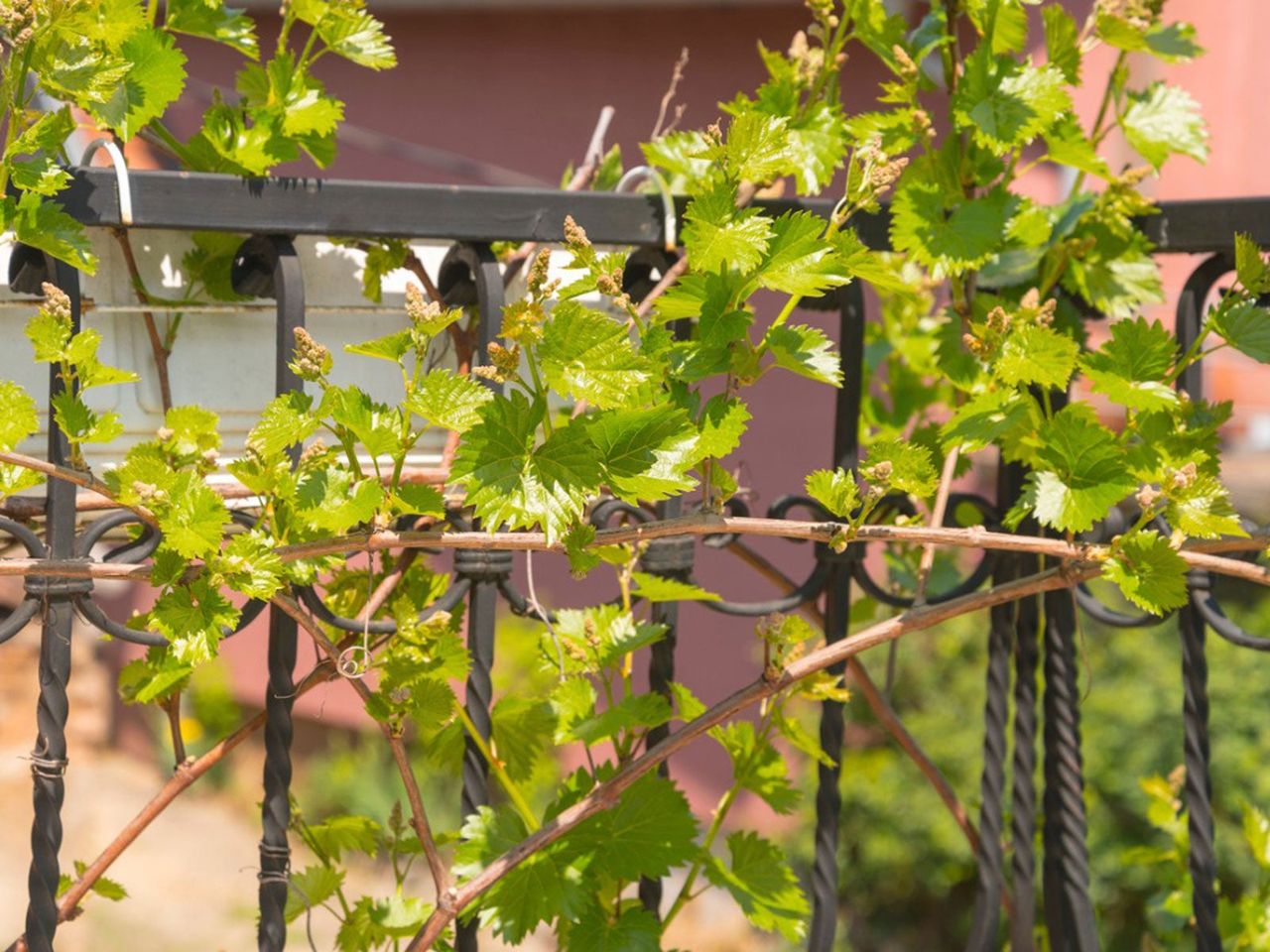 Vines Growing Up A Black Fence