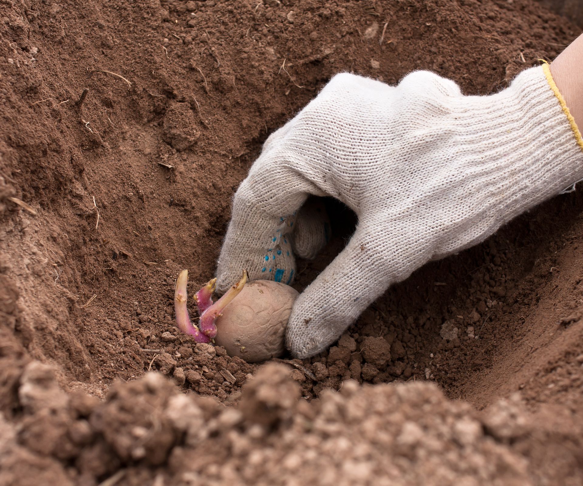 Gardener plants small, sprouted potato in soil